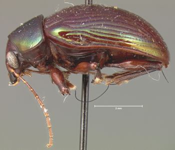 Media type: image; Entomology 9792   Aspect: habitus lateral view